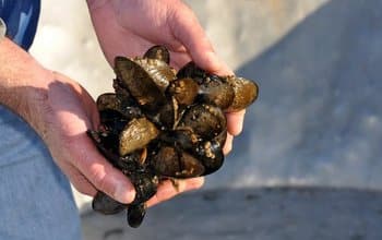 Mediterranean mussels at the Penn Cove Shellfish Farm in Washington's Puget Sound